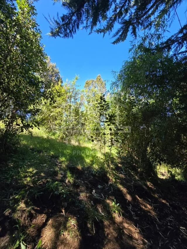 Parcelas a 20 minutos de Pto Montt en Condominio Monte Verde